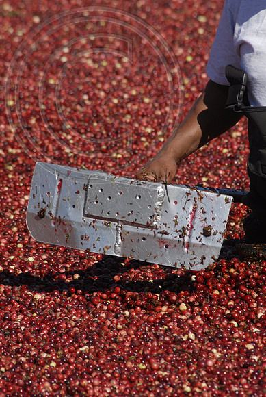 Cranberry wet harvest