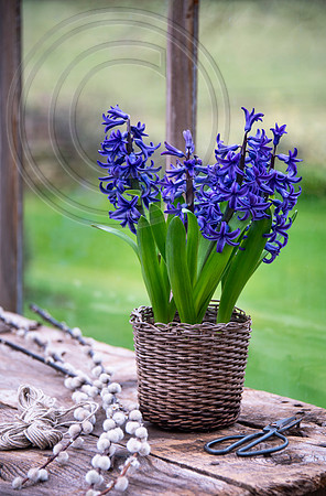 spring bulbs