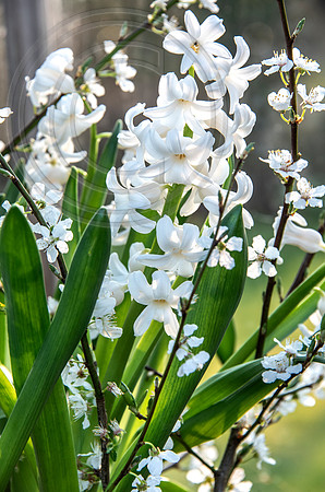 spring bulbs