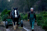 xmas tree horses