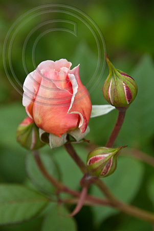 ROSA A SHROPHSHIRE LAD