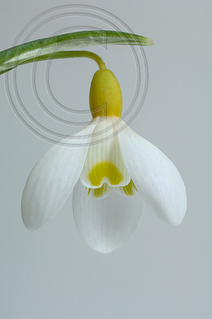 PRIMROSE WARBURG