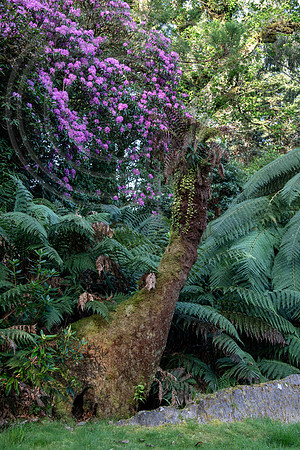 Derreen Garden, Ire