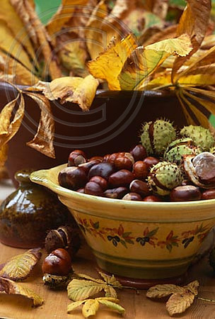 sweet chestnuts